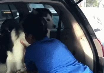 萨摩耶和哈士奇打架比赛,萨摩耶和哈士奇打架图