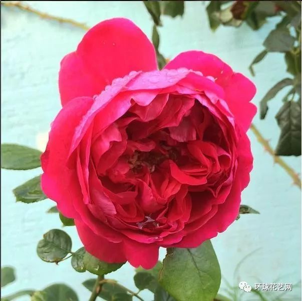 十大最稀有的玫瑰花品种图片,稀有玫瑰花品种大全图片