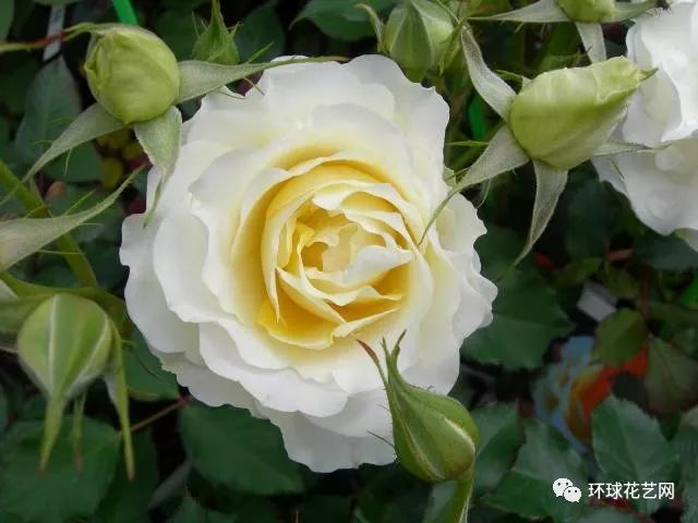 十大最稀有的玫瑰花品种图片,稀有玫瑰花品种大全图片