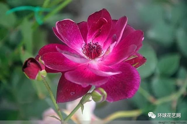 十大最稀有的玫瑰花品种图片,稀有玫瑰花品种大全图片