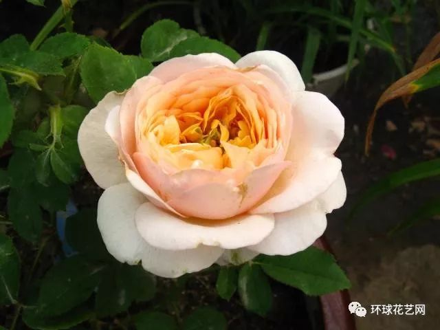 十大最稀有的玫瑰花品种图片,稀有玫瑰花品种大全图片