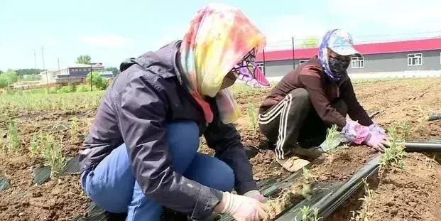这个季节珲春去哪玩,这个夏天一定要去玩