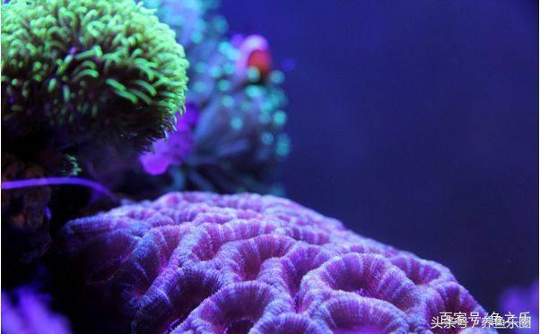 养鱼硝化细菌正确使用方法,硝化细菌在养鱼过程中如何使用