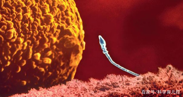 精子经过的四个过程,精子产生与吸收过程