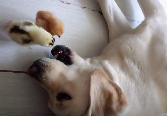 两小鸡帮拉布拉多啄去牙缝残渣，把本大爷侍候好，保证不吃你们