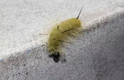 养殖户注意警惕这些疾病,小龟苗头上有白点怎么治疗