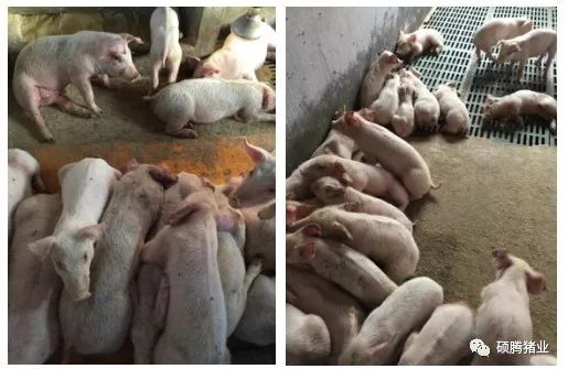 广东某猪场成功使用“瑞兰安”后又经历引种风波的案例分析