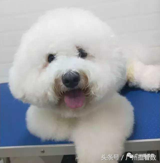 铲屎官的避难所,铲屎官记录主子的日常