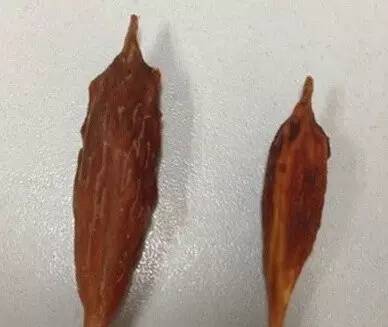 误吞了枣核怎么处理,医生误吞枣核处理方法