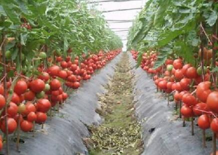 大棚番茄苗种植新手必看,新疆大棚种植番茄