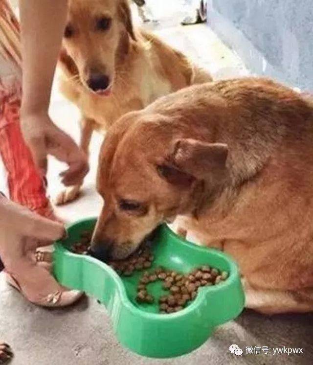 吃垃圾食品,垃圾食品吃多了嘴巴会烂吗