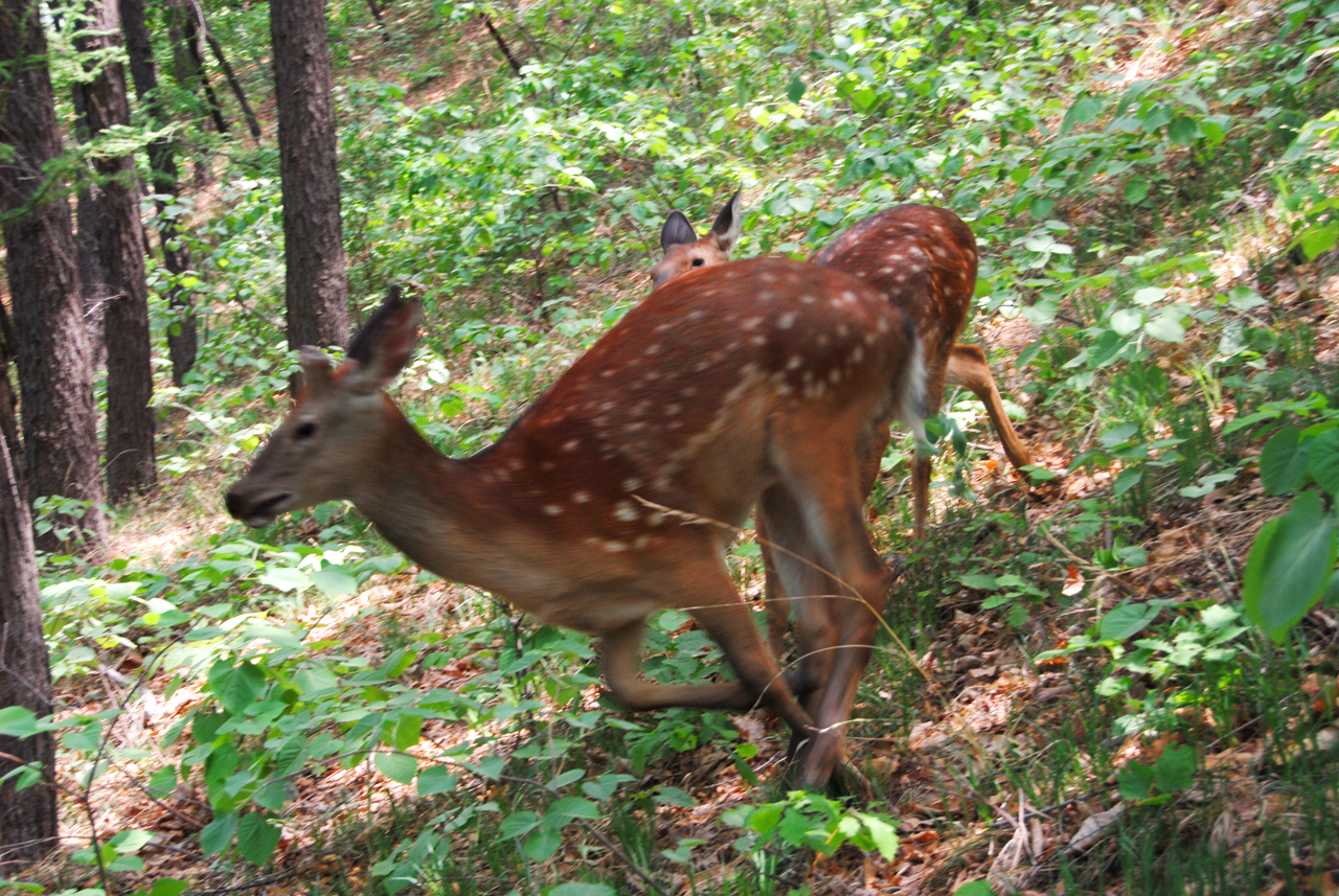 瑰丽与发展并存，机遇助东丰五彩鹿乡采风记之总结篇