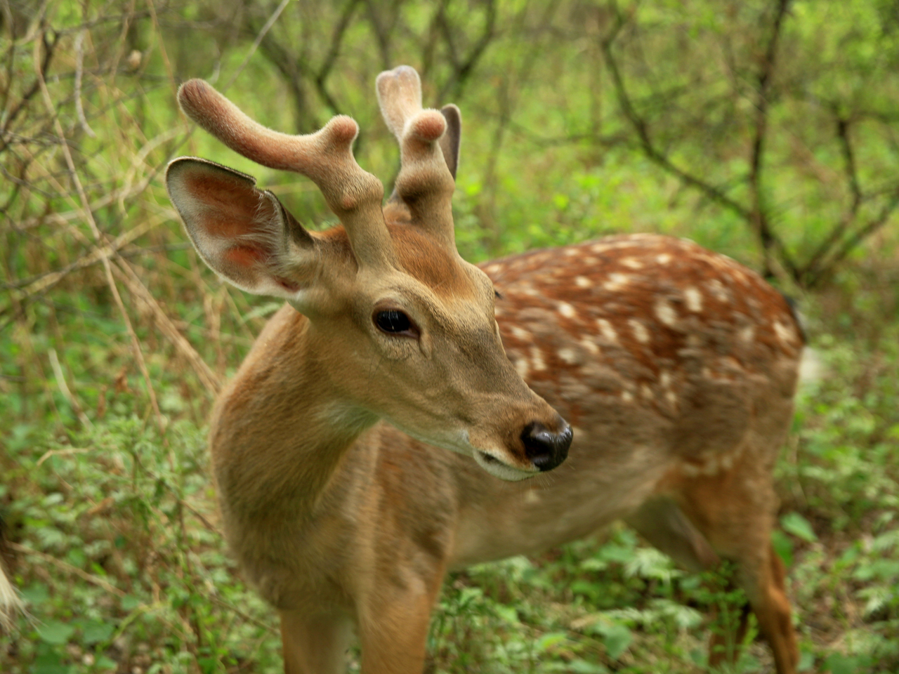 瑰丽与发展并存，机遇助东丰五彩鹿乡采风记之总结篇