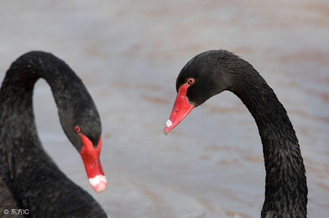 黑天鹅还会飞起来吗,黑天鹅飞起来的图片