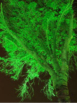 世界最奇葩吉尼斯纪录大全,世界最奇怪的吉尼斯纪录保持者