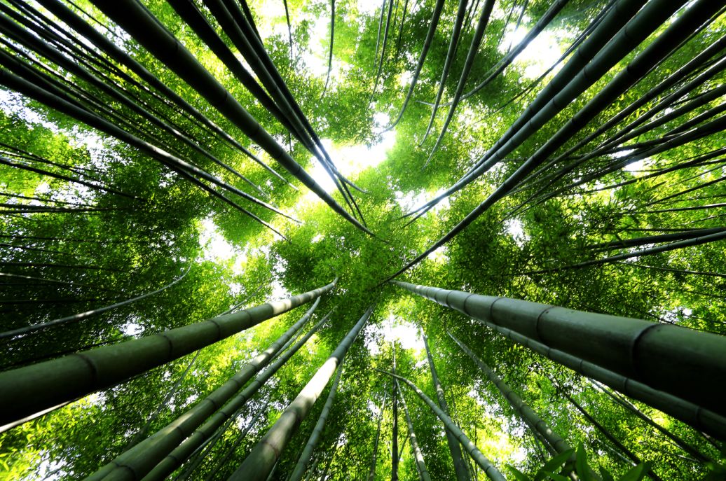 梁平竹海景点,梁平百里竹海蝴蝶谷风景