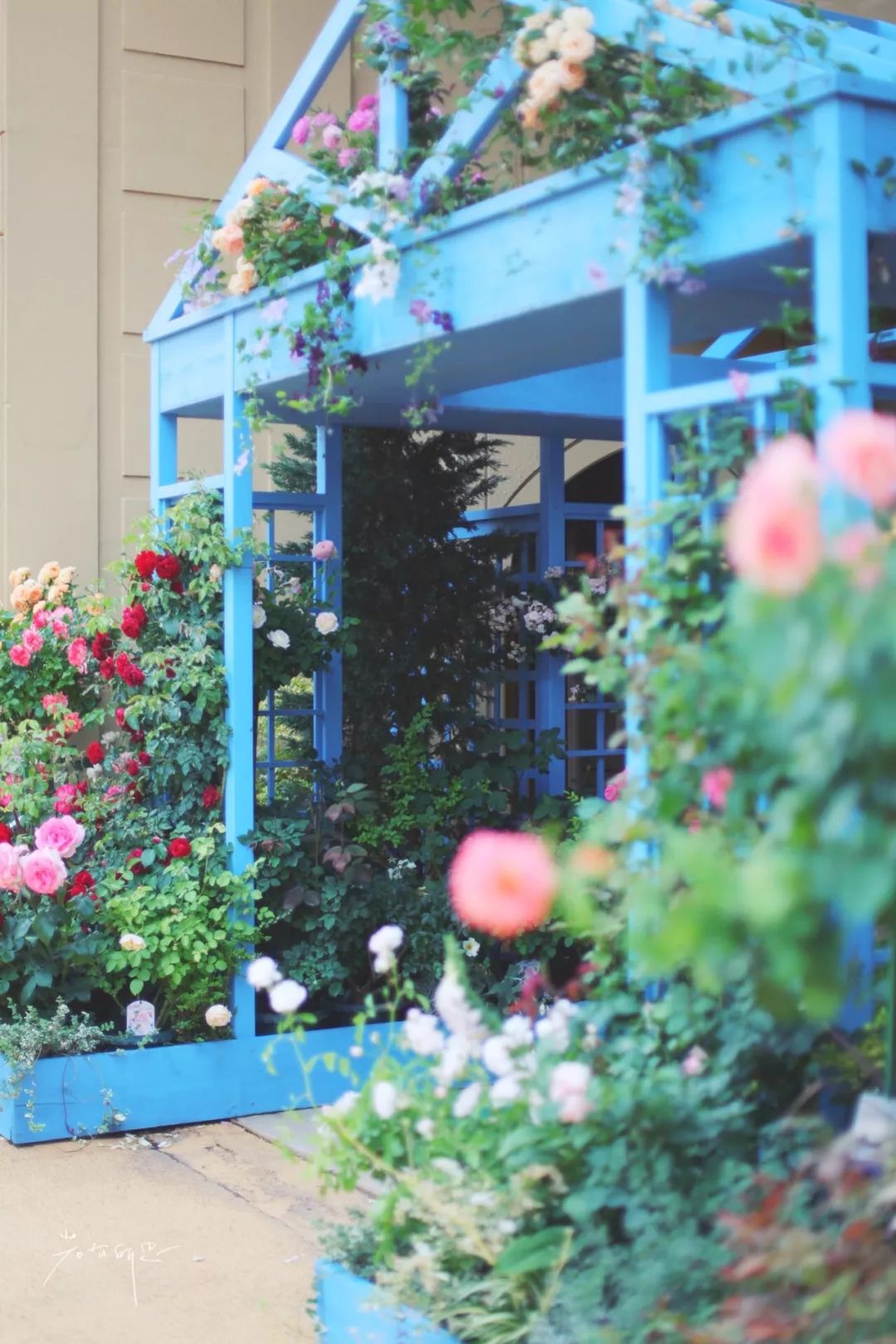 日本的这个地方，很少有中国游客，超级文艺治愈系！