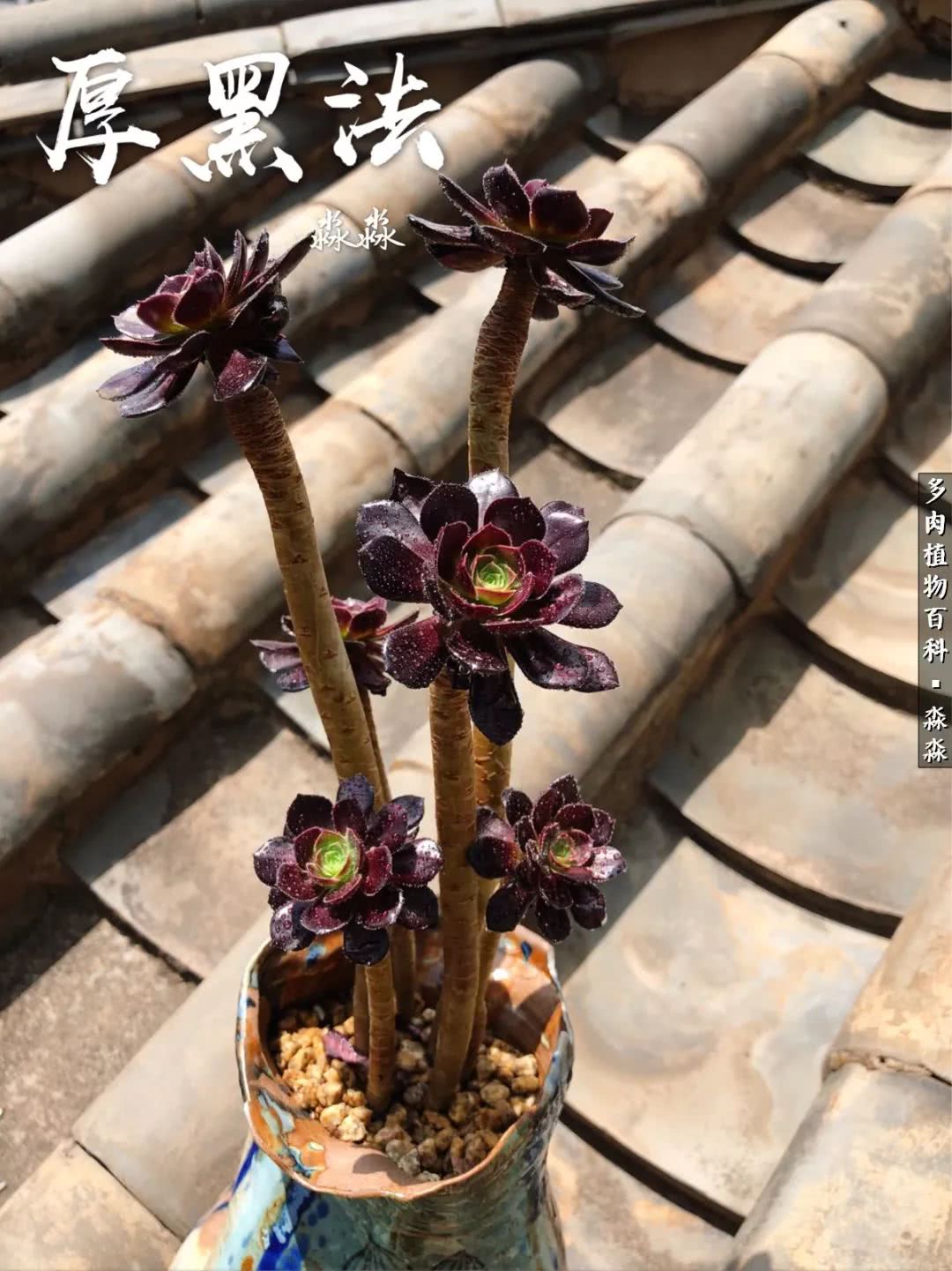 佛系养肉者,佛系养猫养狗人