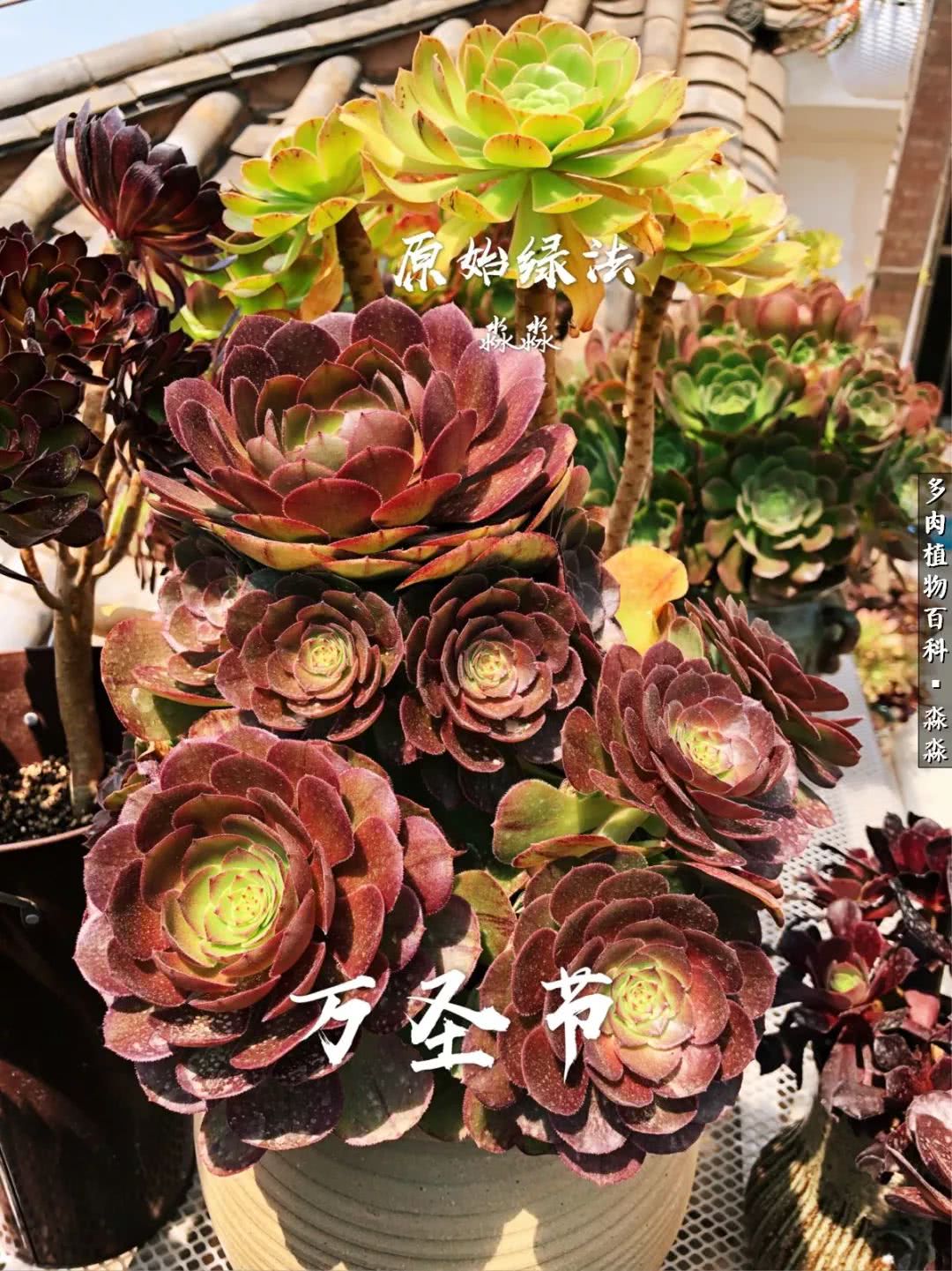 佛系养肉者,佛系养猫养狗人