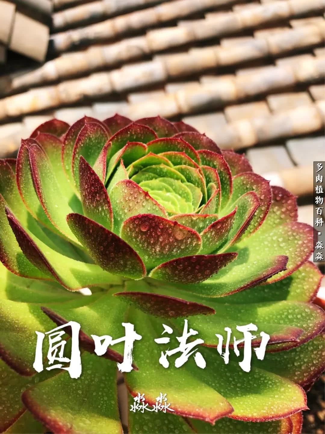 佛系养肉者,佛系养猫养狗人