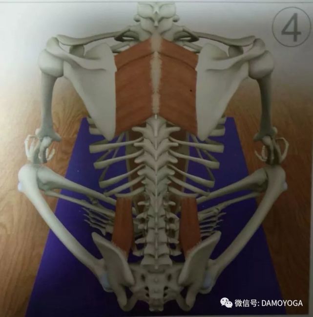 呼吸浅快的处理方法,呼吸太短太浅正确呼吸方式