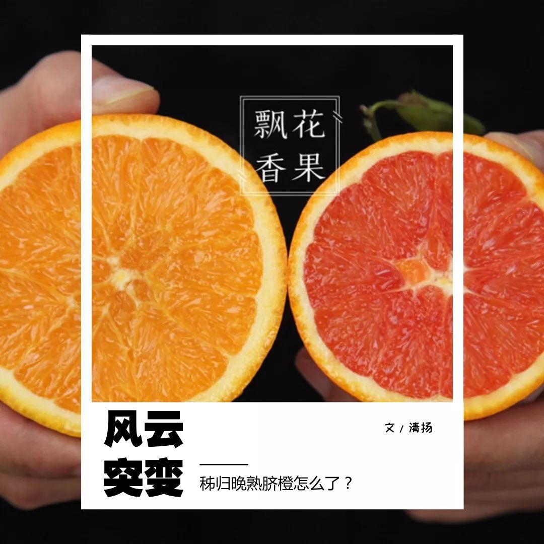 秭归脐橙分析,风云突变为什么这么严重