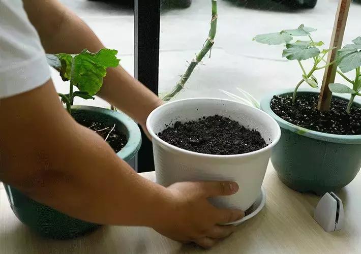 阳台种绿叶菜,适合阳台种的绿叶菜