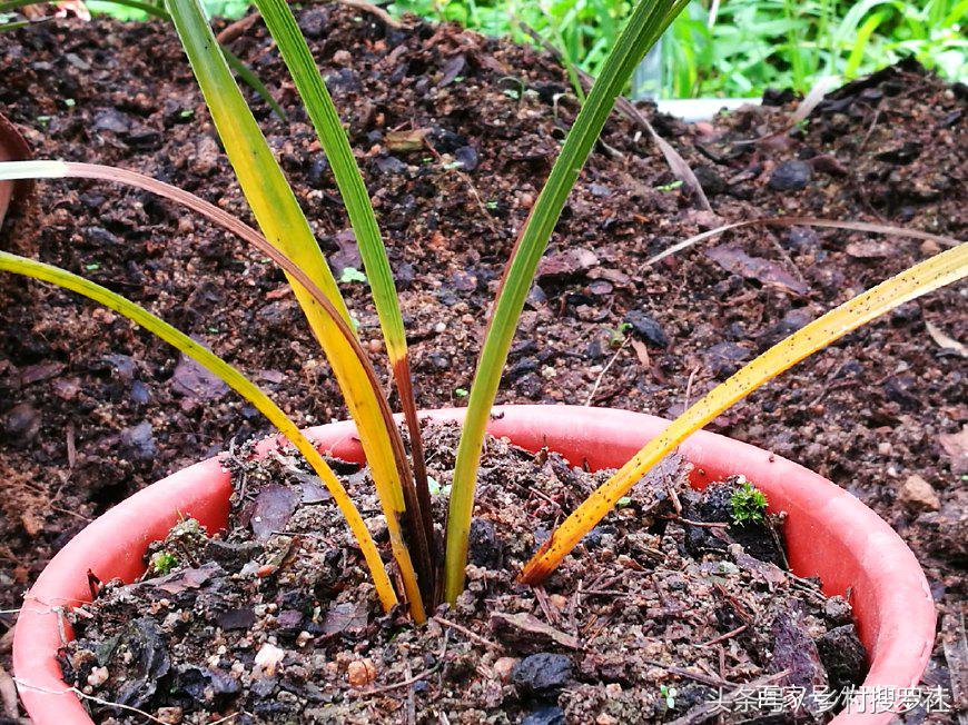 养兰花常见虫害有哪些图片,种植兰花应注意哪些问题视频