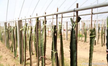 火龙果种出来的仙人掌能长大吗,仙人掌结的果实是火龙果