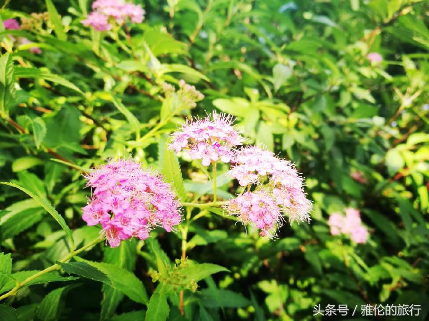 合肥逍遥津始建于哪年,古老的合肥逍遥津