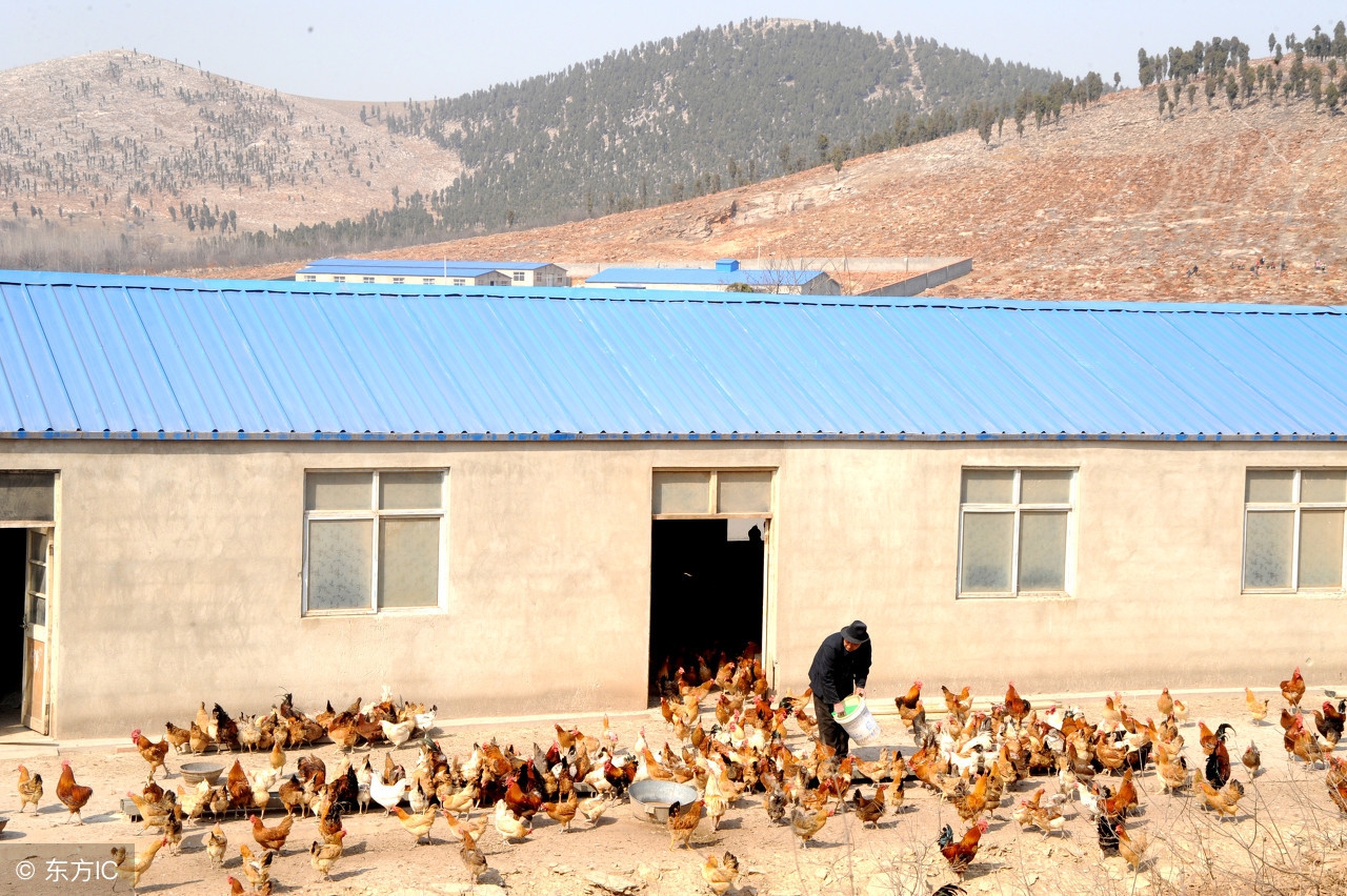 如何养好虫子鸡,怎么知道鸡有没有寄生虫