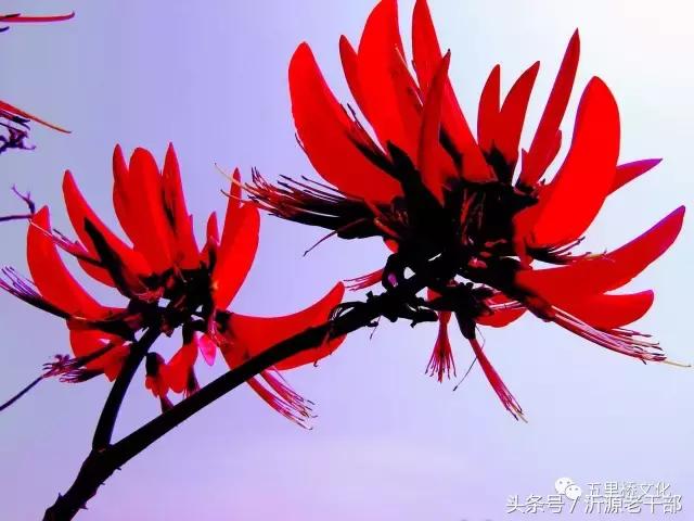 趣联集锦,趣联欣赏完整版