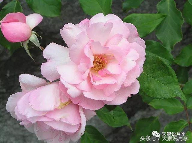 有哪些中国古老月季原生品种,中国四大古典月季