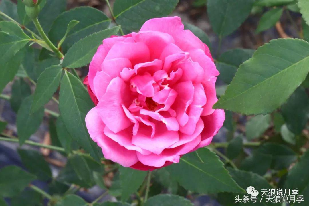 有哪些中国古老月季原生品种,中国四大古典月季