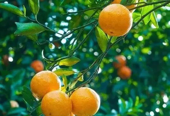 果园地面除草误打草甘膦怎解决,果树误打除草药有效吗