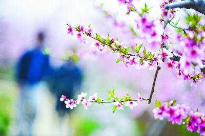 桃花疯的症状,桃花疯