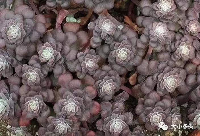 十种养不死的多肉,100种带香味的多肉品种