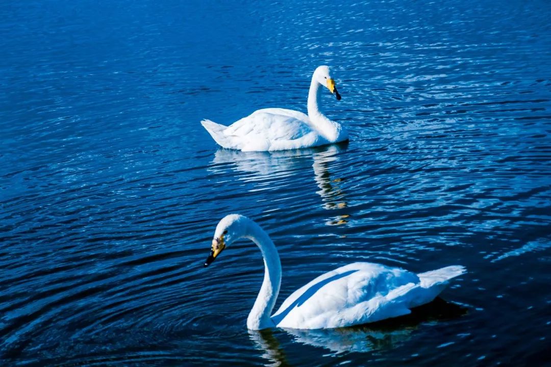 现在国内旅游最值得去的草原 (一生要去的草原呼伦贝尔大草原)