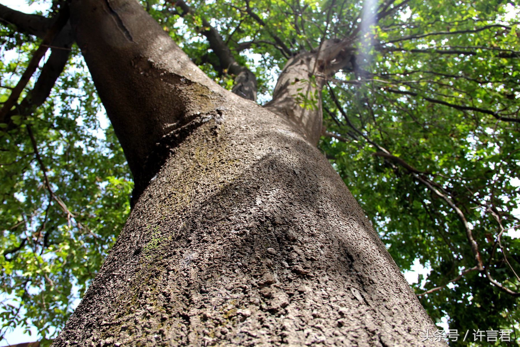 百年皂角树简介,赞美千年的皂角树
