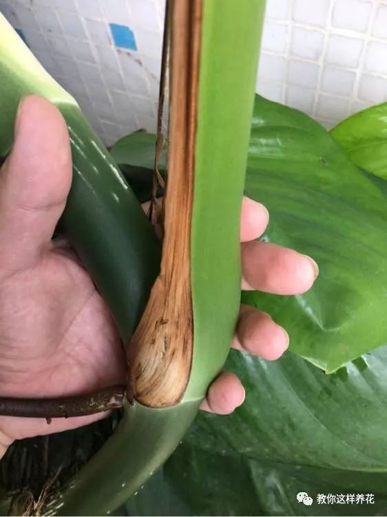 绿萝怎么养爆盆浇茶叶水,绿萝移盆水养的正确方法