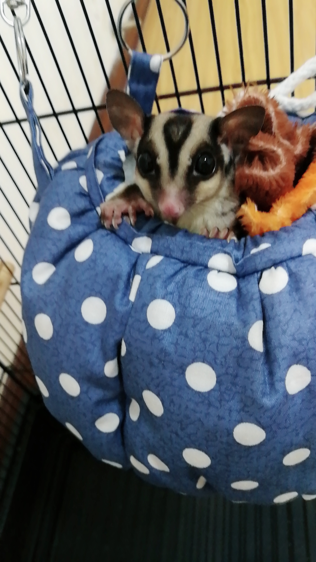 小蜜生病会自愈吗,小蜜生病怎么快速恢复