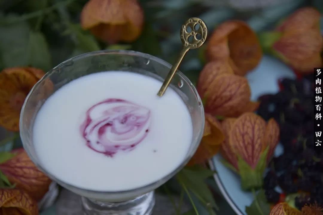 推开多肉世界的门，原来你与美食来自同一国度！