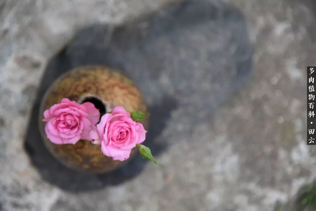 推开多肉世界的门，原来你与美食来自同一国度！