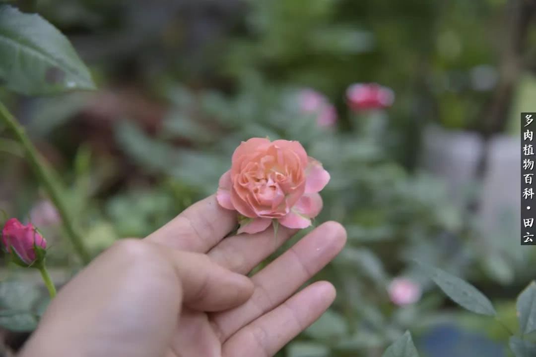 推开多肉世界的门，原来你与美食来自同一国度！