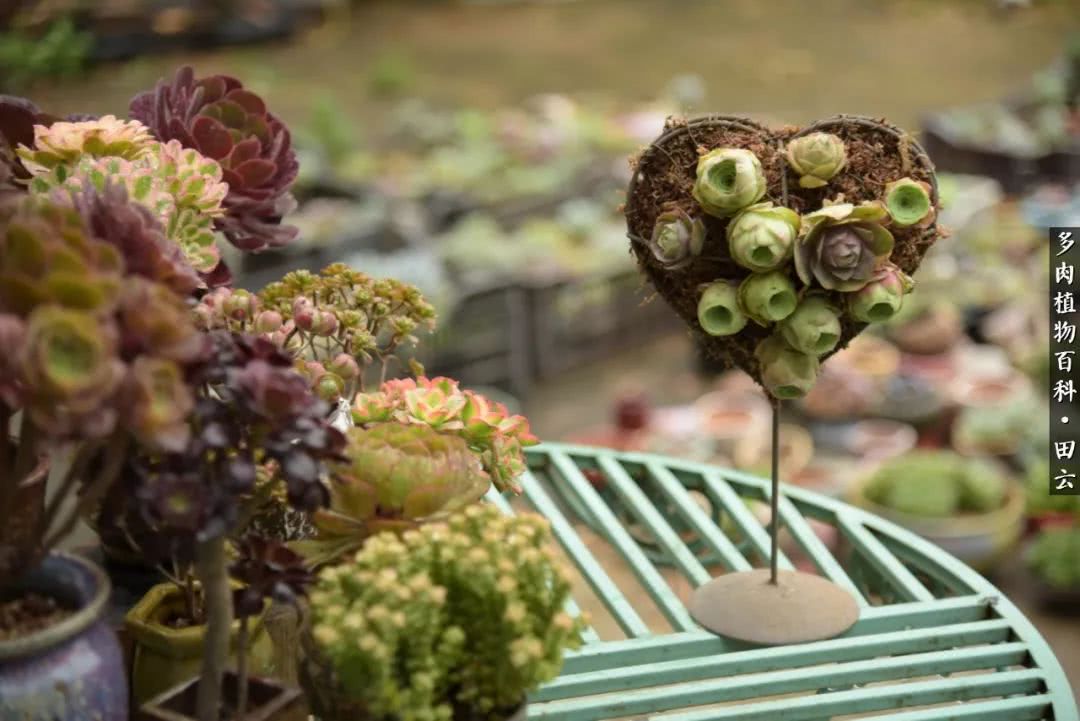 推开多肉世界的门，原来你与美食来自同一国度！