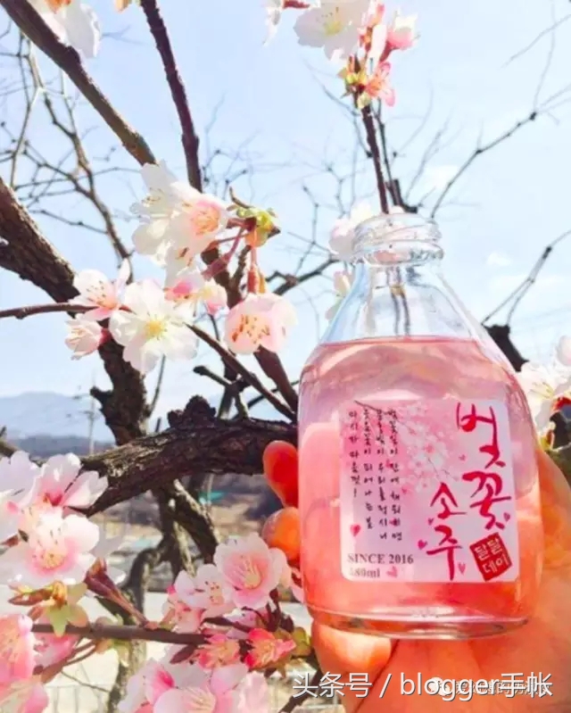 赏樱花的季节赏美人,赏樱的烂漫时节