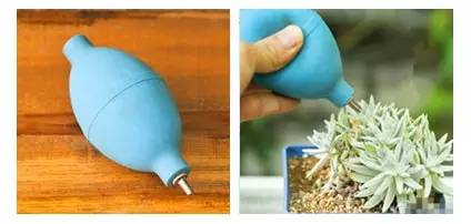 如何清理灰尘让多肉变成小清新