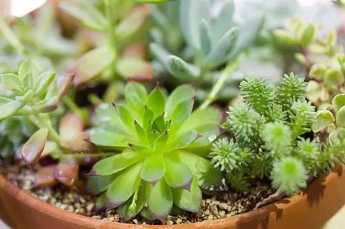 如何清理灰尘让多肉变成小清新