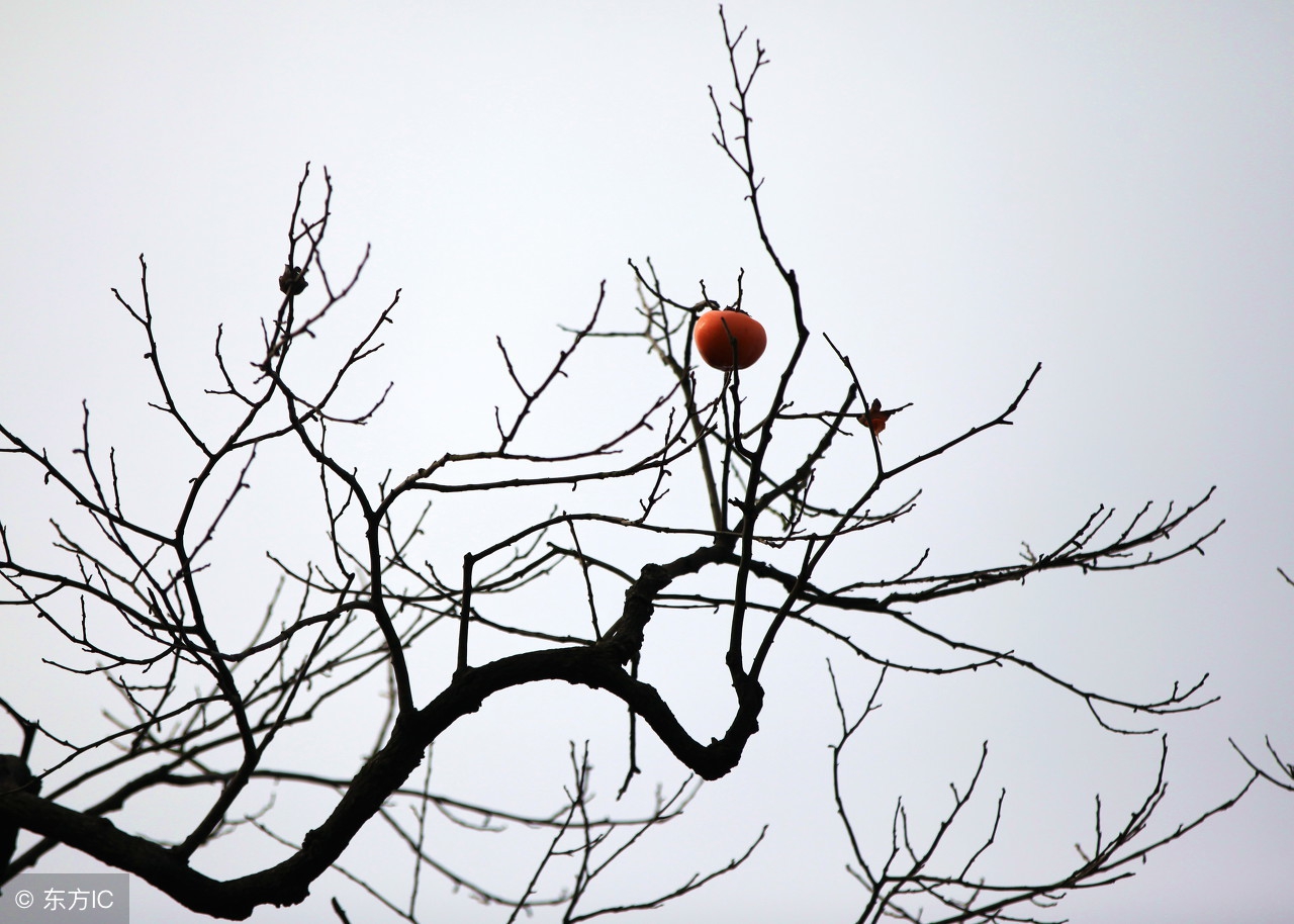 七绝致挚友,七绝寄语学子