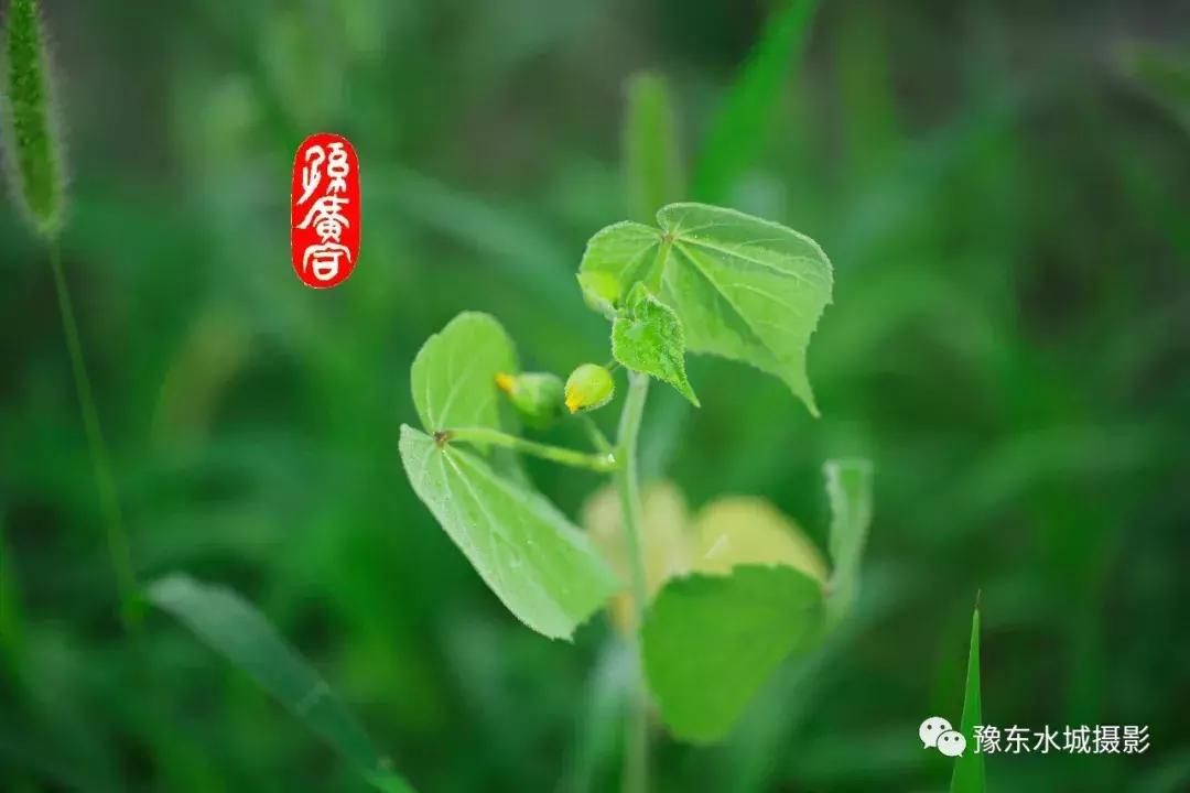 豫东水城摄影——老子故里鹿邑涡河湿地生态植被百科(三)